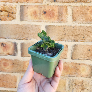 Euphorbia caput-medusae Monstrose - 66mm