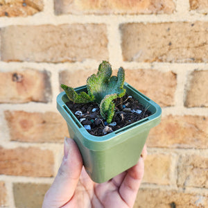 Euphorbia caput-medusae Monstrose - 66mm