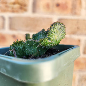 Euphorbia caput-medusae Monstrose - 66mm