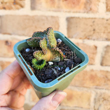 Load image into Gallery viewer, Euphorbia caput-medusae Monstrose - 66mm
