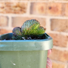 Load image into Gallery viewer, Euphorbia caput-medusae Monstrose - 66mm
