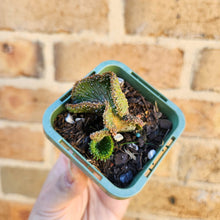 Load image into Gallery viewer, Euphorbia caput-medusae Monstrose - 66mm
