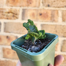 Load image into Gallery viewer, Euphorbia caput-medusae Monstrose - 66mm
