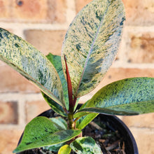 Load image into Gallery viewer, Ficus Elastica Shivereana - 105mm
