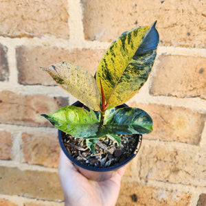Ficus Elastica Shivereana - 105mm