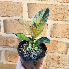 Load image into Gallery viewer, Ficus Elastica Shivereana - 105mm
