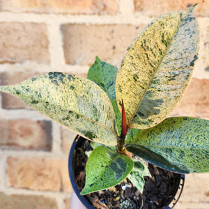 Ficus Elastica Shivereana - 105mm