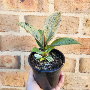 Ficus Elastica Shivereana - 105mm