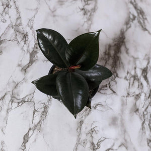 Ficus elastica Burgundy - 105mm