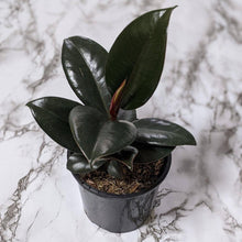 Load image into Gallery viewer, Ficus elastica Burgundy - 105mm
