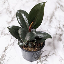 Load image into Gallery viewer, Ficus elastica Burgundy - 105mm
