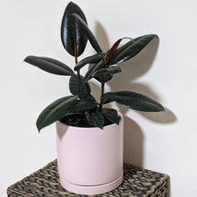 Load image into Gallery viewer, Ficus elastica Burgundy (Rubber Tree Plant) - 180mm Ceramic Pot - Sydney Only
