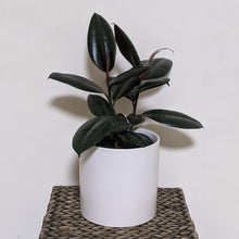 Load image into Gallery viewer, Ficus elastica Burgundy (Rubber Tree Plant) - 180mm Ceramic Pot - Sydney Only

