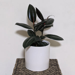 Ficus elastica Burgundy (Rubber Tree Plant) - 180mm Ceramic Pot - Sydney Only