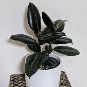 Ficus elastica Burgundy (Rubber Tree Plant) - 180mm Ceramic Pot - Sydney Only