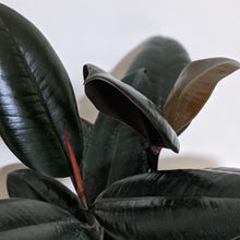 Load image into Gallery viewer, Ficus elastica Burgundy (Rubber Tree Plant) - 180mm Ceramic Pot - Sydney Only
