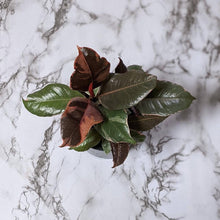 Load image into Gallery viewer, Ficus elastica Ruby - 105mm
