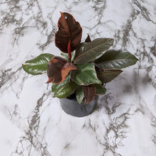 Load image into Gallery viewer, Ficus elastica Ruby - 105mm
