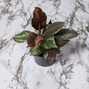 Ficus elastica Ruby - 105mm