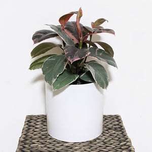 Ficus elastica Ruby (Rubber Tree Plant) - 180mm Ceramic Pot - Sydney Only