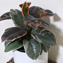 Load image into Gallery viewer, Ficus elastica Ruby (Rubber Tree Plant) - 180mm Ceramic Pot - Sydney Only
