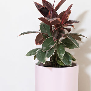 Ficus elastica Ruby (Rubber Tree Plant) - 180mm Ceramic Pot - Sydney Only