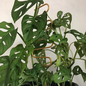 Gold Wavy Plant Trellis (10x34cmH)