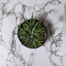 Load image into Gallery viewer, Haworthia Zebra - 105mm
