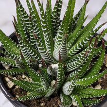 Load image into Gallery viewer, Haworthia Zebra - 105mm
