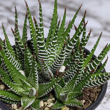 Load image into Gallery viewer, Haworthia Zebra - 105mm
