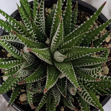 Load image into Gallery viewer, Haworthia Zebra - 105mm
