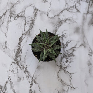 Haworthia limifolia Spider White - 90mm