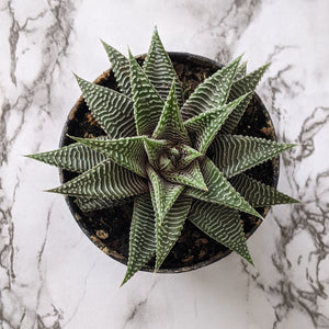 Haworthia limifolia Spider White - 90mm