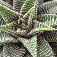 Load image into Gallery viewer, Haworthia limifolia Spider White - 90mm
