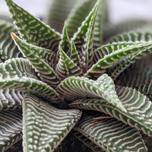 Load image into Gallery viewer, Haworthia limifolia Spider White - 90mm
