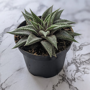 Haworthia limifolia Spider White - 90mm