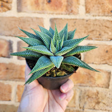Load image into Gallery viewer, Haworthia limifolia Spider White - 90mm
