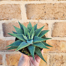 Load image into Gallery viewer, Haworthia limifolia Spider White - 90mm
