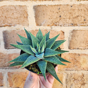 Haworthia limifolia Spider White - 90mm