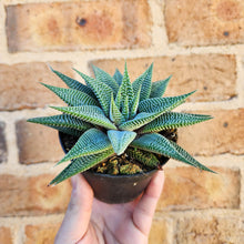 Load image into Gallery viewer, Haworthia limifolia Spider White - 90mm
