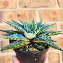 Load image into Gallery viewer, Haworthia limifolia Spider White - 90mm
