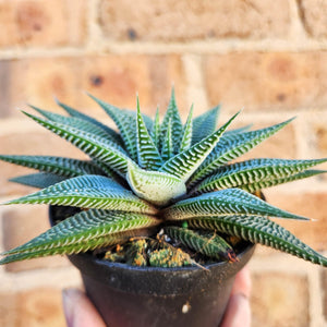 Haworthia limifolia Spider White - 90mm