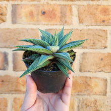 Load image into Gallery viewer, Haworthia limifolia Spider White - 90mm
