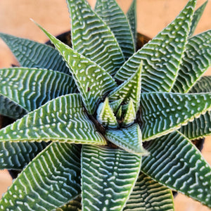 Haworthia limifolia Spider White - 90mm