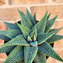 Load image into Gallery viewer, Haworthia limifolia Spider White - 90mm
