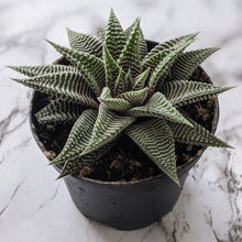 Load image into Gallery viewer, Haworthia limifolia Spider White - 90mm
