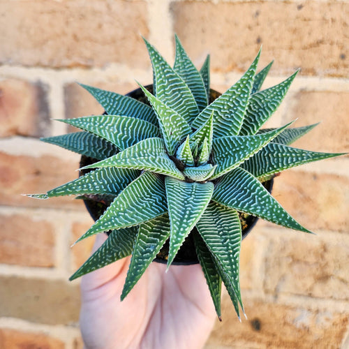 Haworthia limifolia Spider White - 90mm