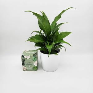 Heartfelt Condolences Gift - Peace Lily & Candle - Sydney Only
