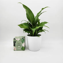 Load image into Gallery viewer, Heartfelt Condolences Gift - Peace Lily &amp; Candle - Sydney Only
