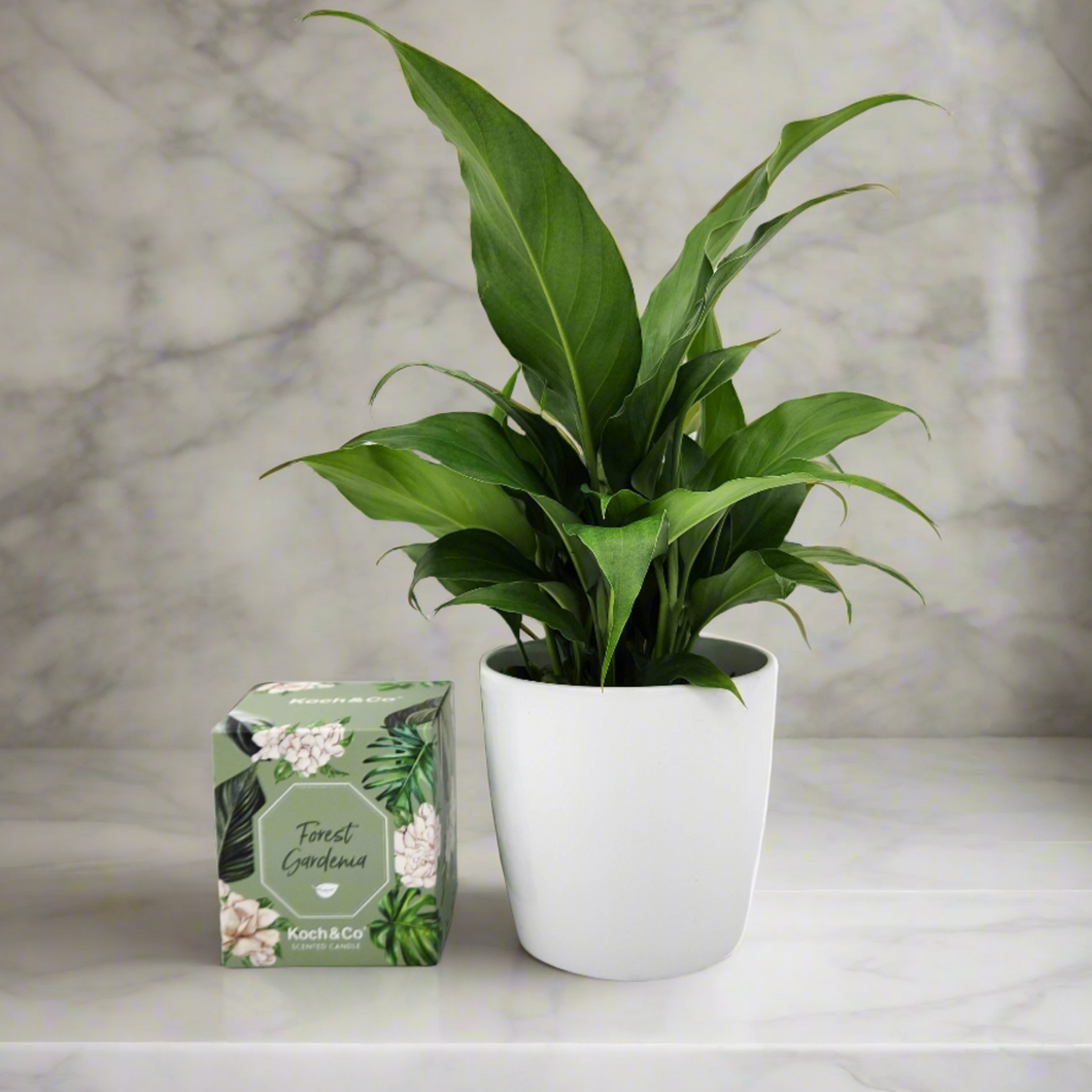 Heartfelt Condolences Gift - Peace Lily & Candle - Sydney Only